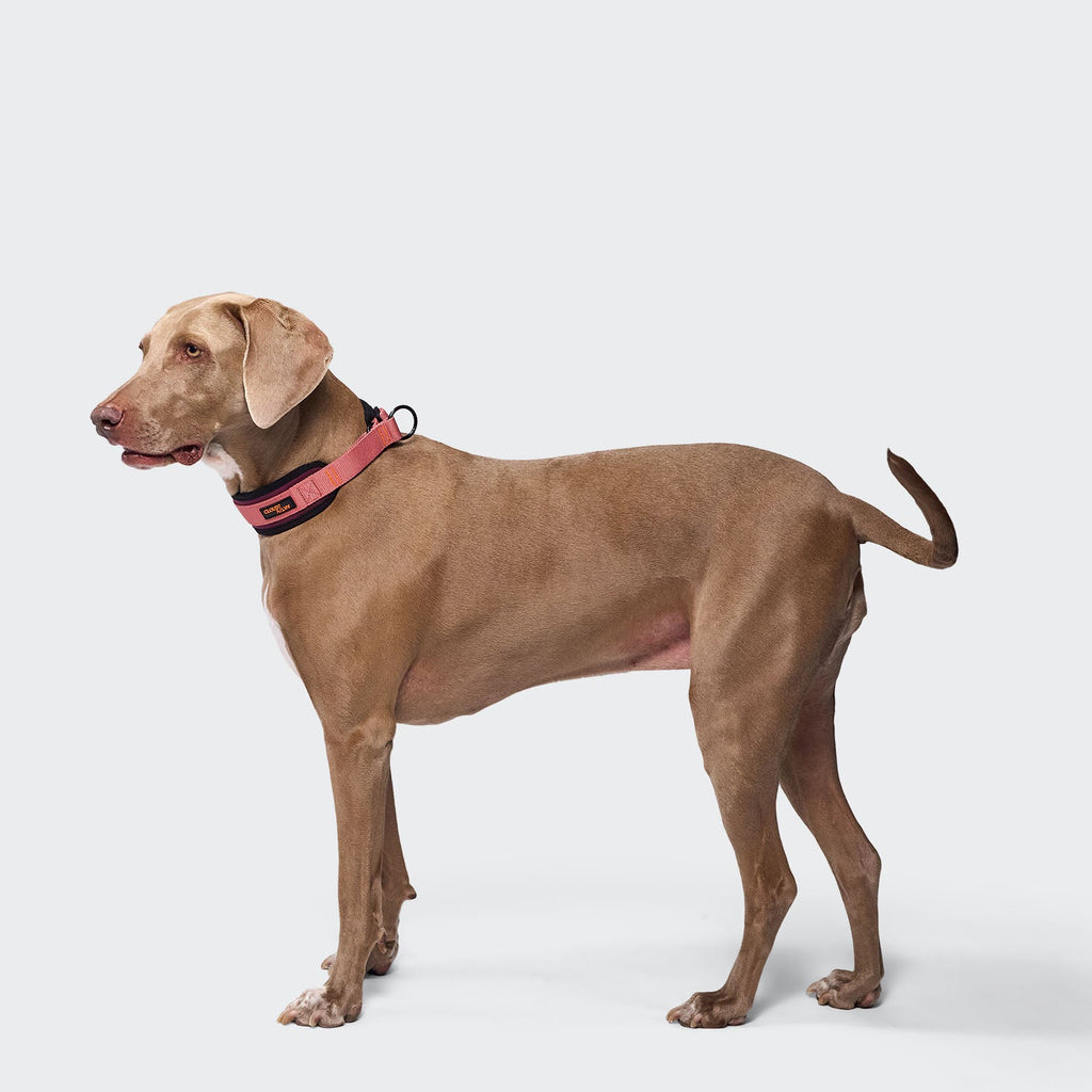 C-1 Martingale Collar – AKTIV Softshell in Aubergine/Soft Rose