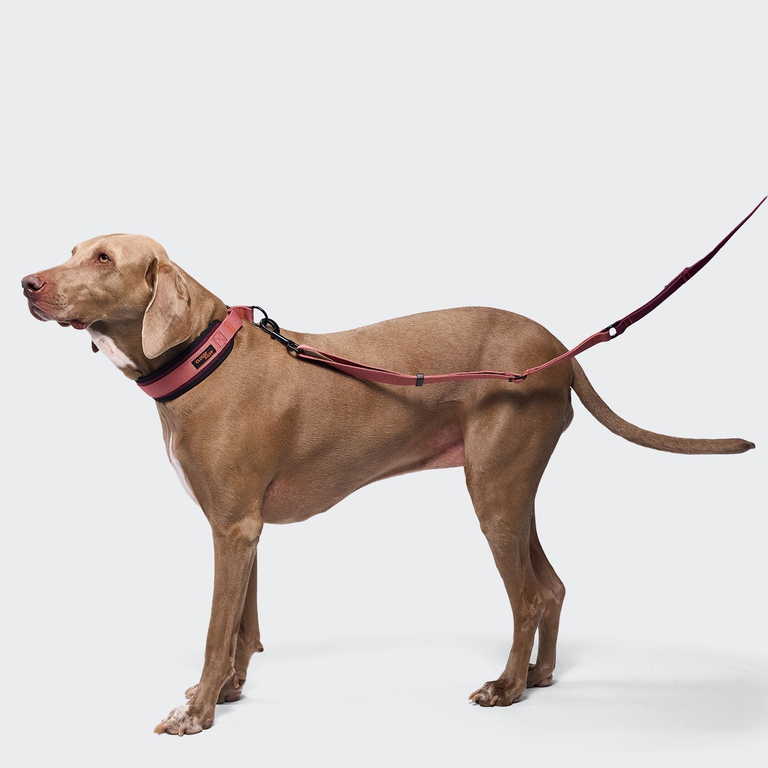 C-1 Martingale Collar – AKTIV Softshell in Aubergine/Soft Rose