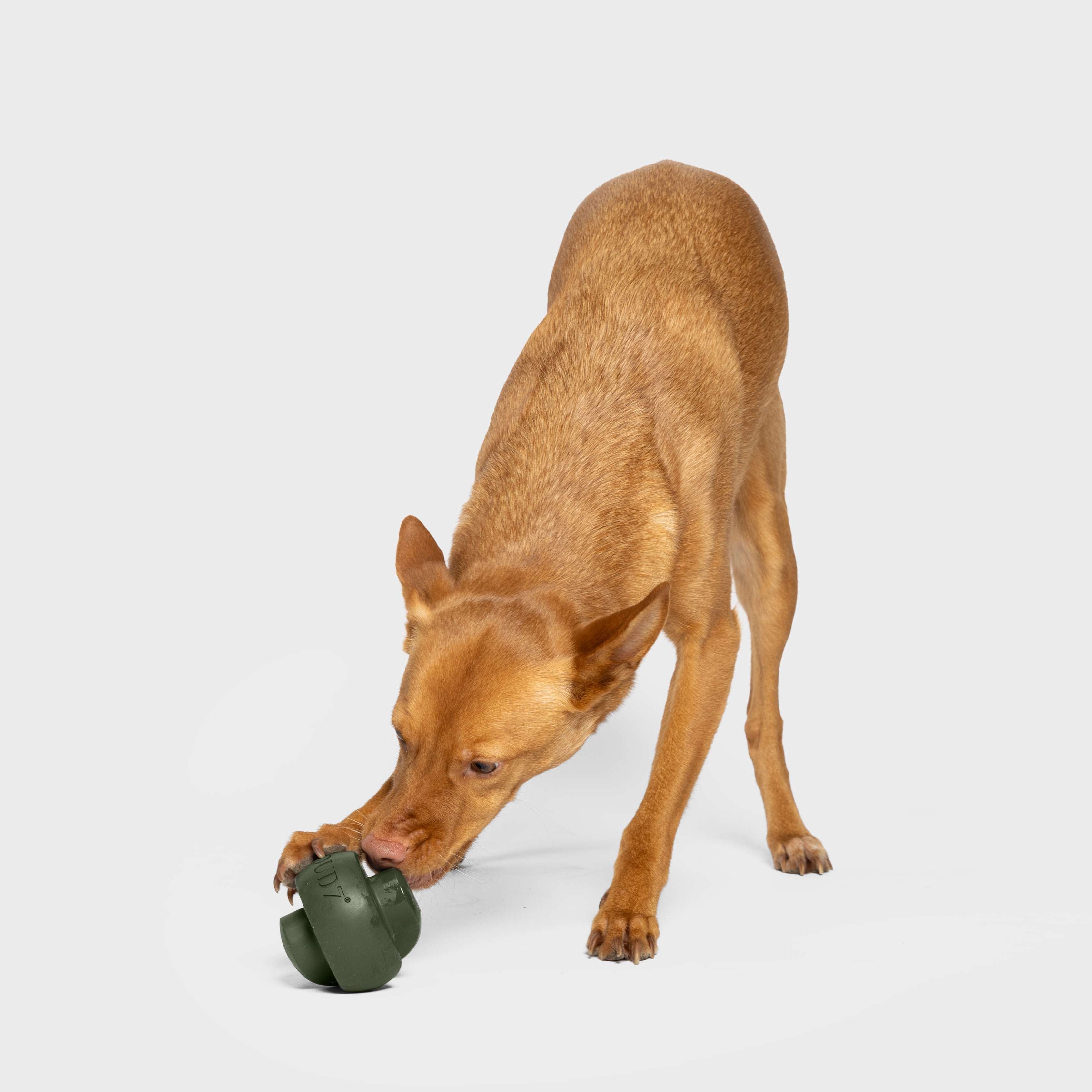 Zeno Dark Olive Activity Toy