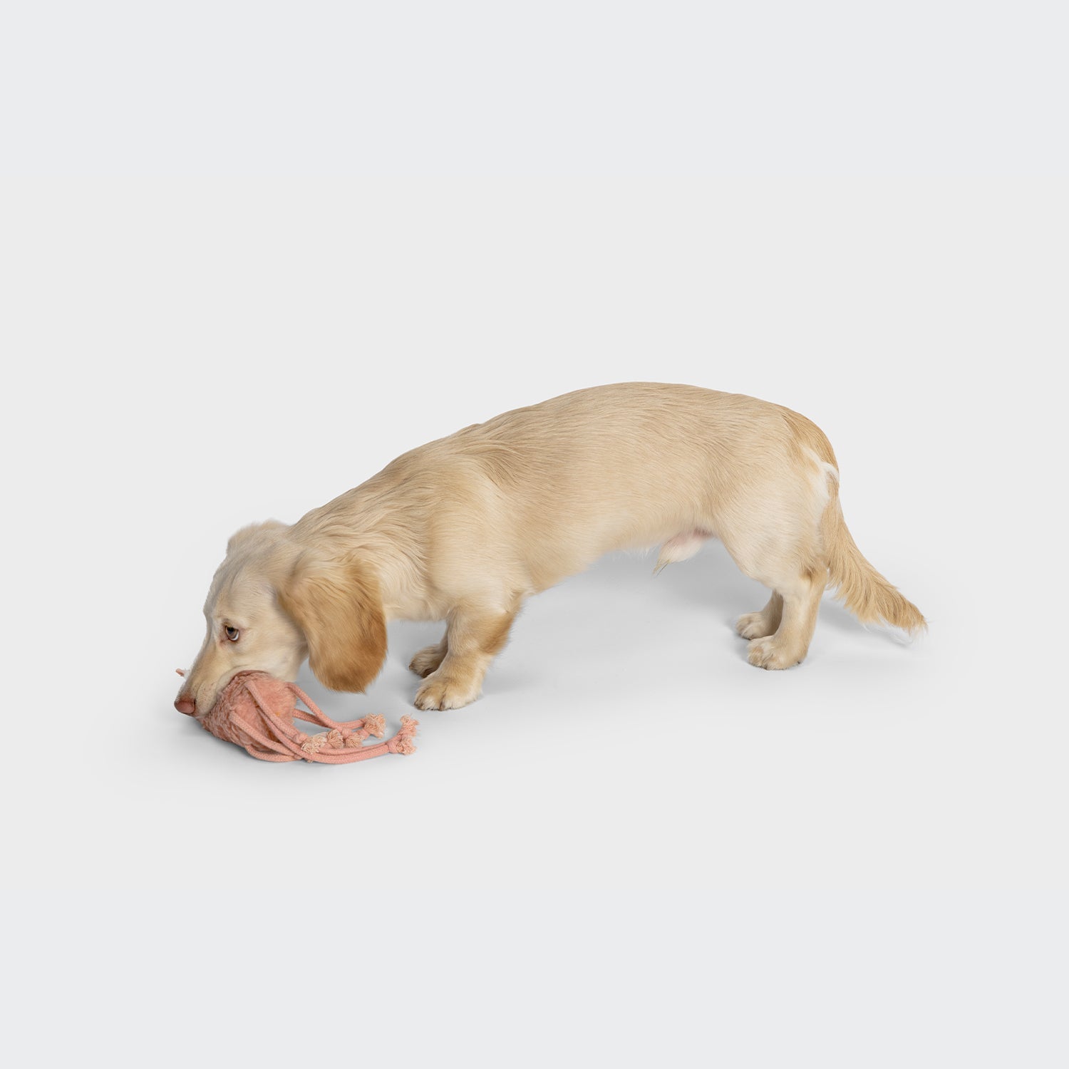 LTTL Calamari Carl Dog Toy - Squeaky, Durable Calamari-Inspired Fun for Dogs