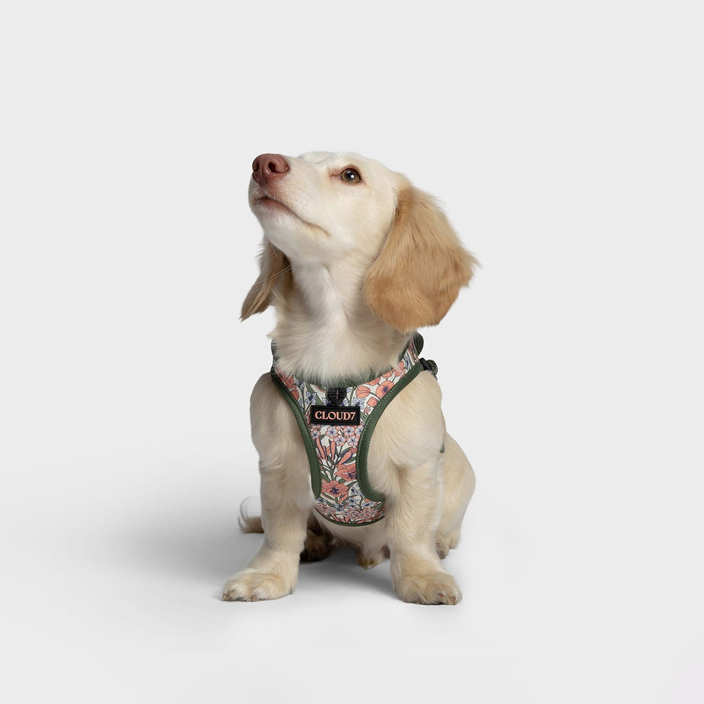 Step-In Harness – LTTL Blossoms Edition