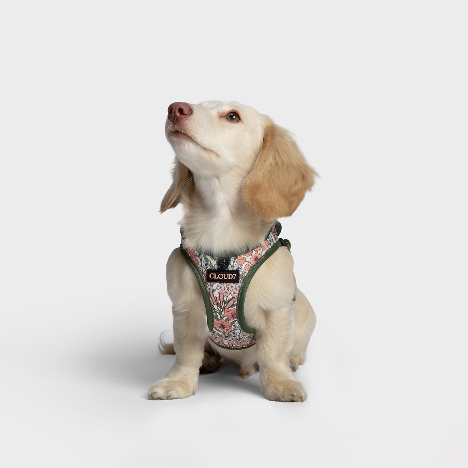 Step-In Harness – LTTL Blossoms Edition