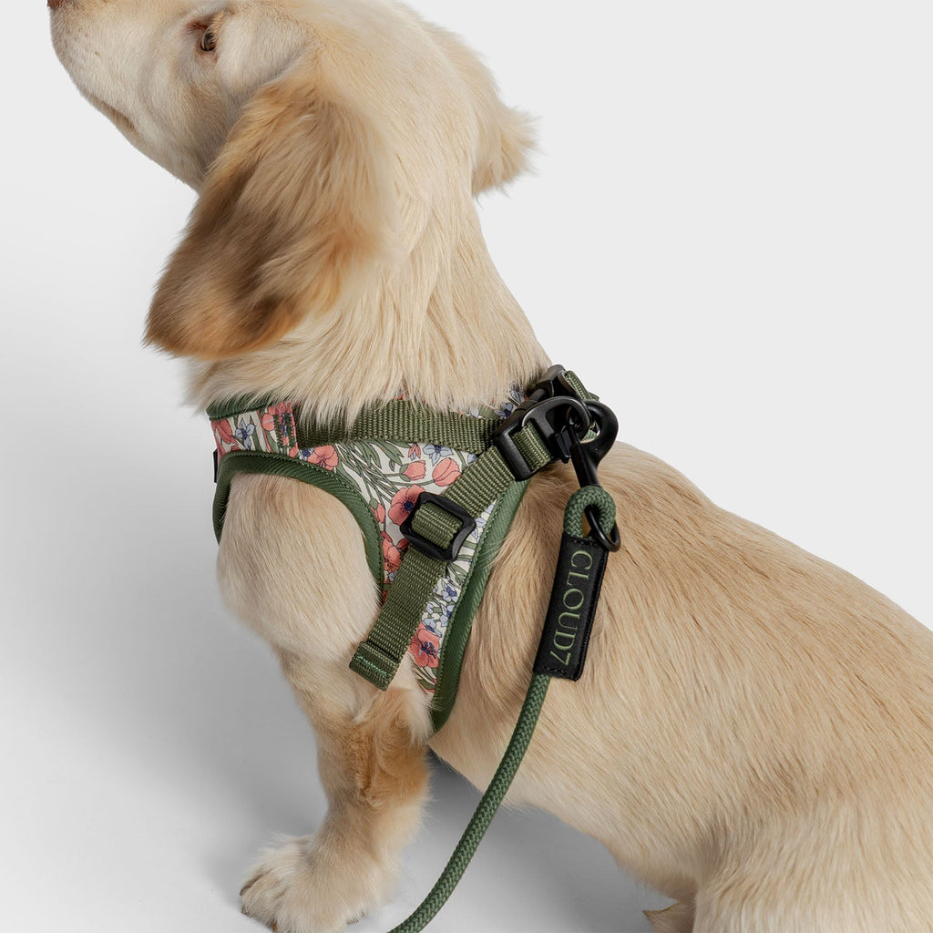 LTTL Rope Leash in Dark Olive