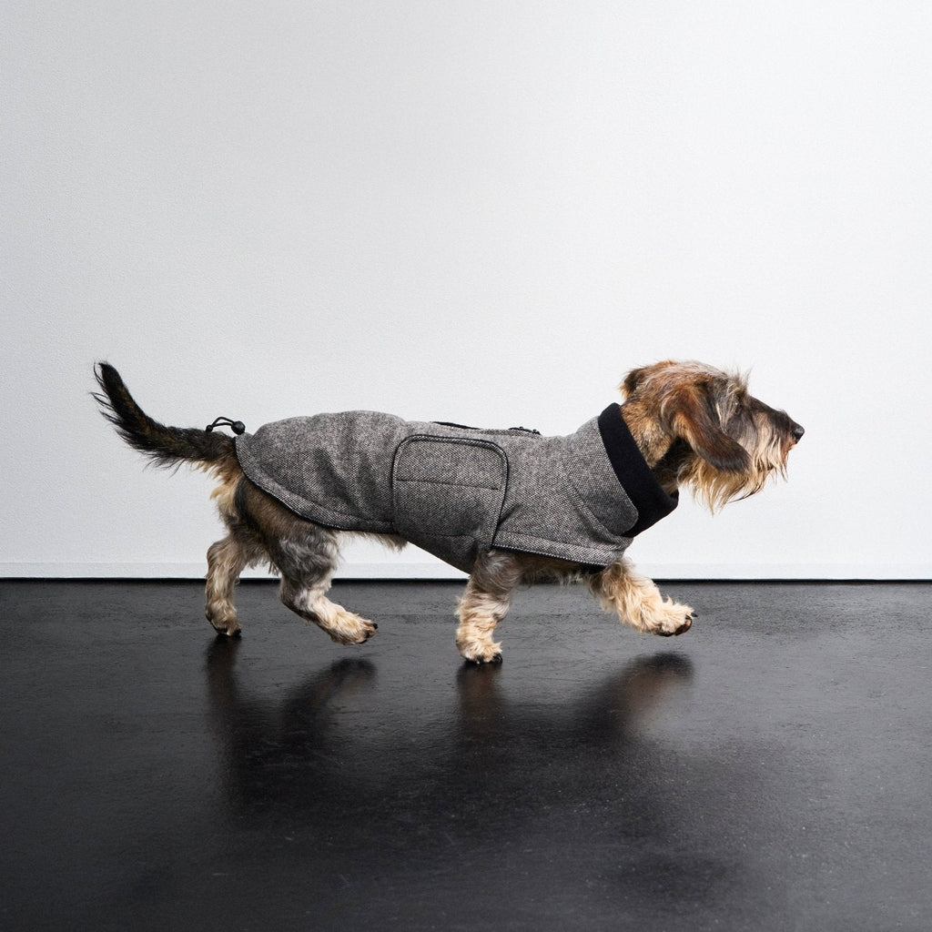 Brooklyn Tweed Dachshund Coat - Black