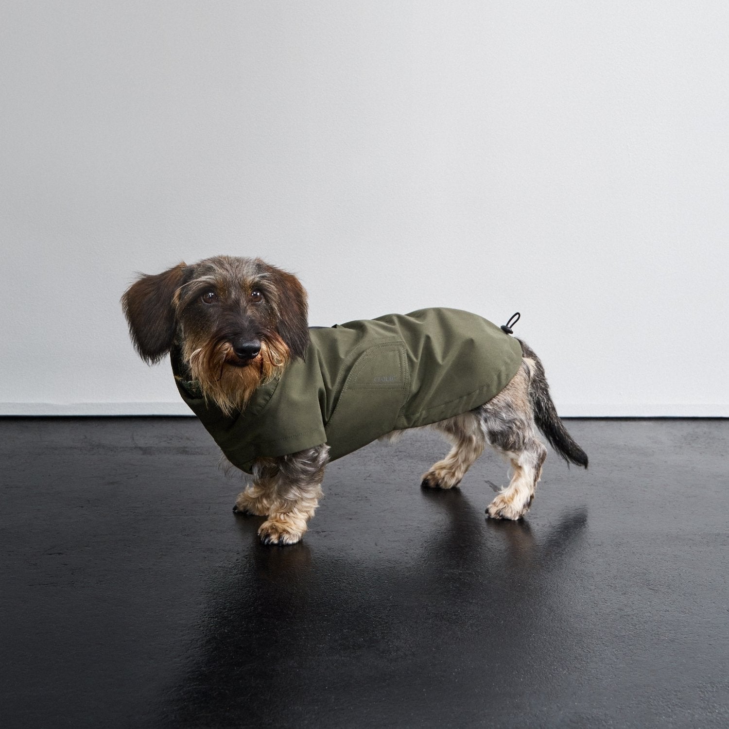 Dachshund Raincoat Dublin 2.0 in Dark Olive