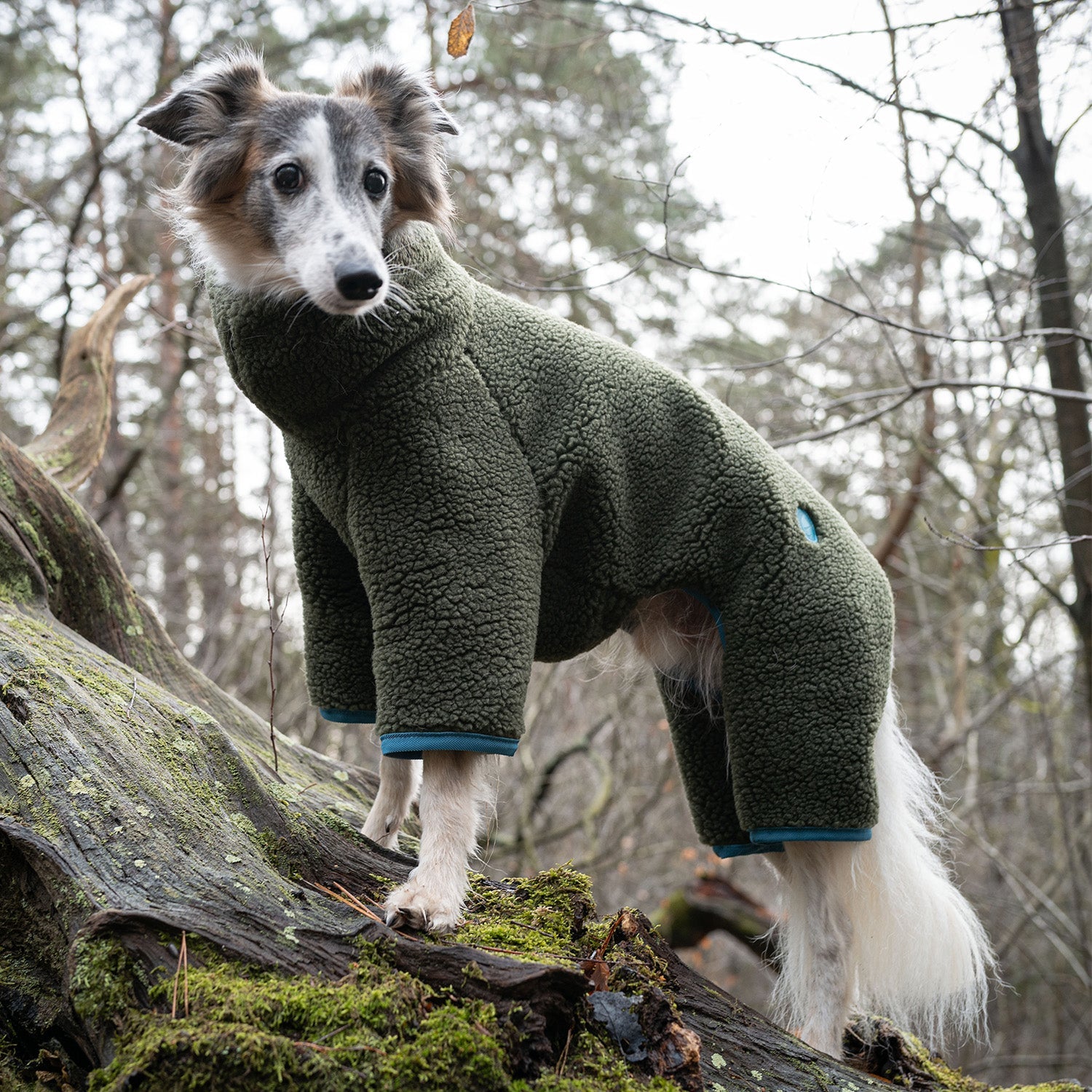 Cozy Italian Greyhound Knit Sweater in Cornwall Teddy Olive