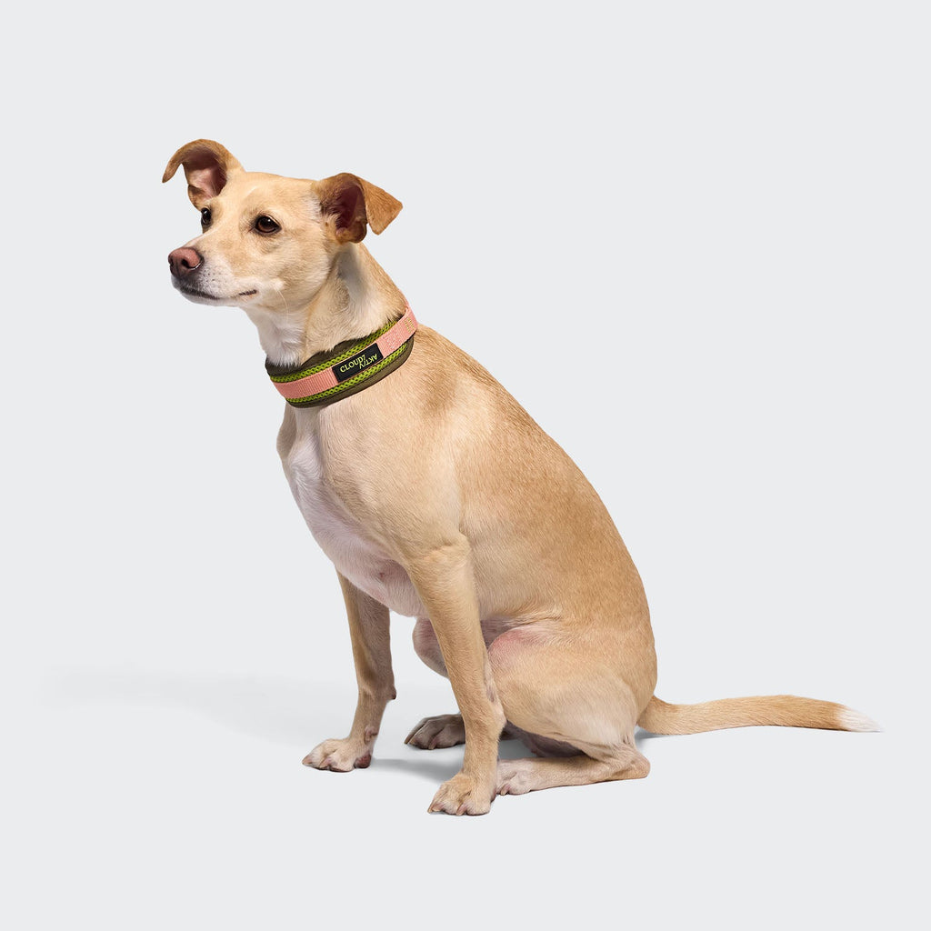 C-1 Martingale Collar with Air-Mesh AKTIV – Neon Green/Peach