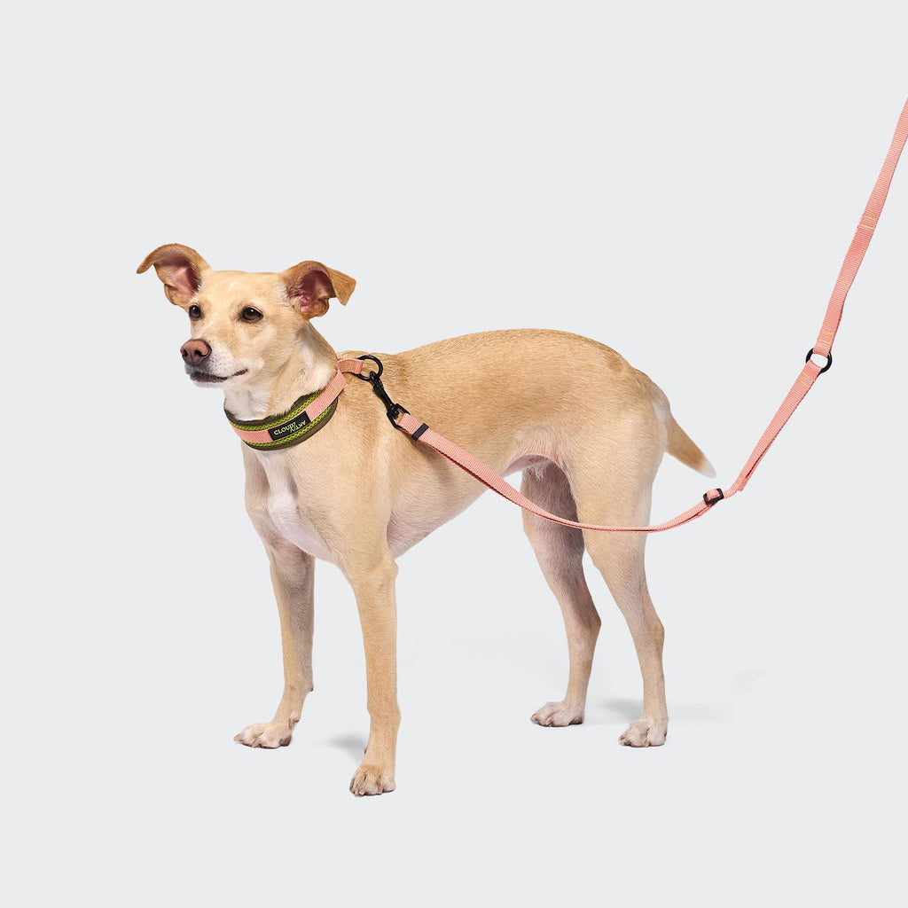 C-1 Martingale Collar with Air-Mesh AKTIV – Neon Green/Peach