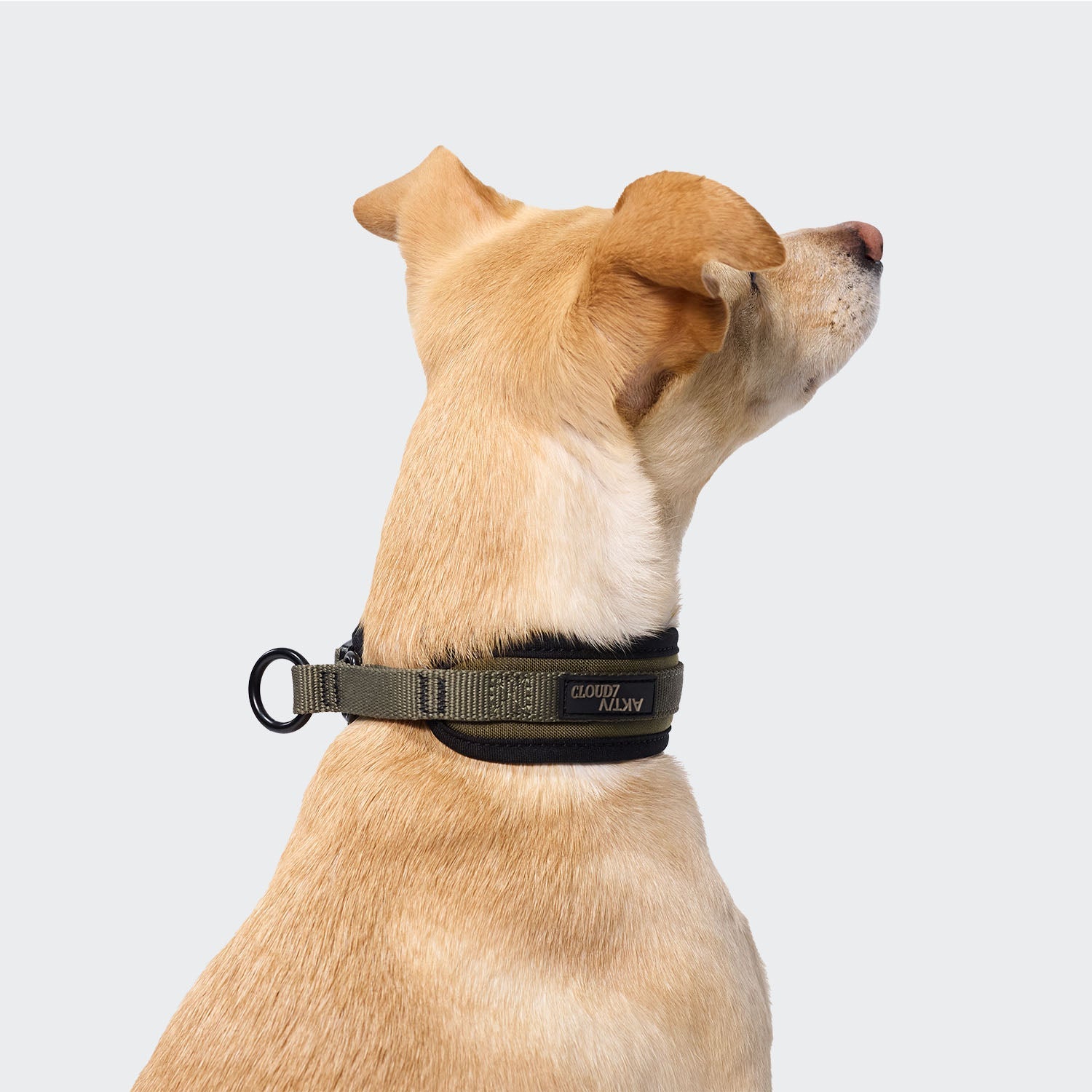 C-1 Martingale Collar - AKTIV Softshell Olive, Durable Comfort for Dogs