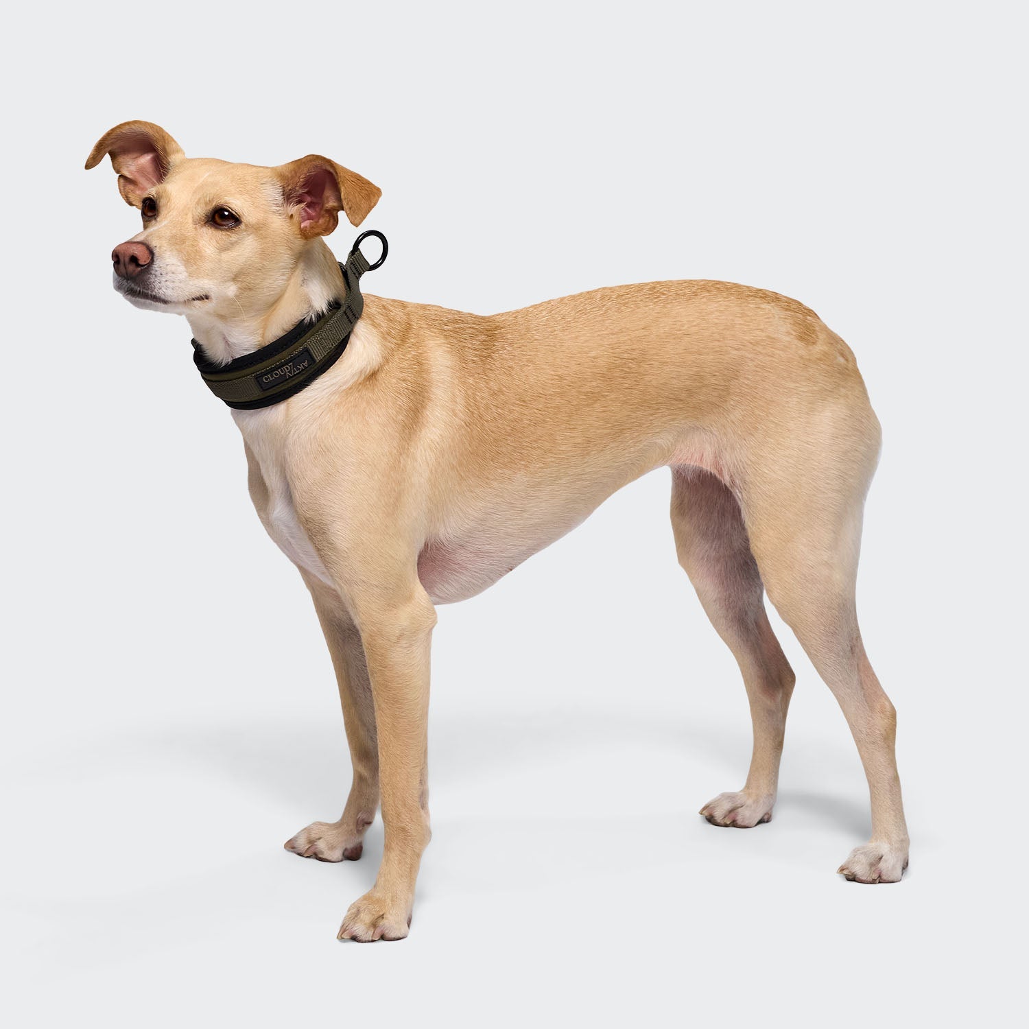 C-1 Martingale Collar - AKTIV Softshell Olive, Durable Comfort for Dogs