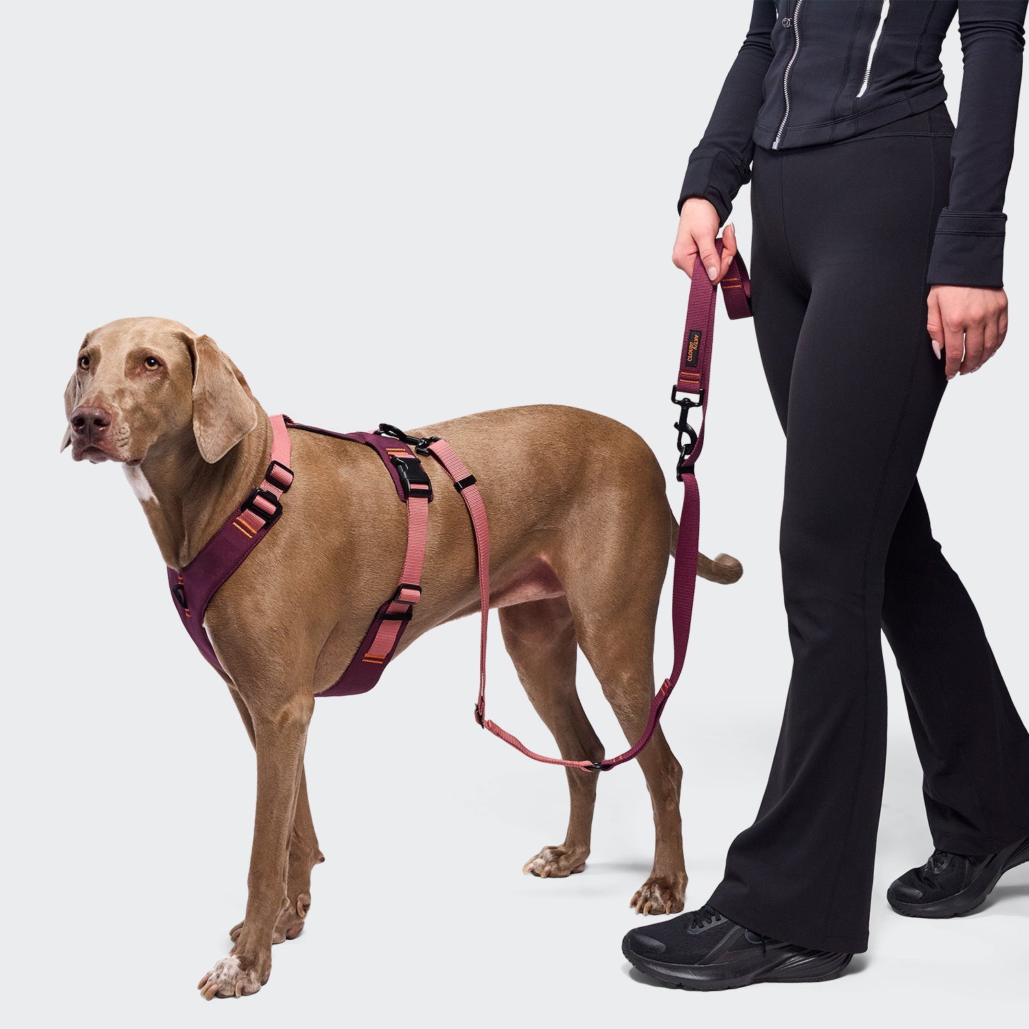 Y-2 Harness ACTIVE – Eggplant & Soft Rose