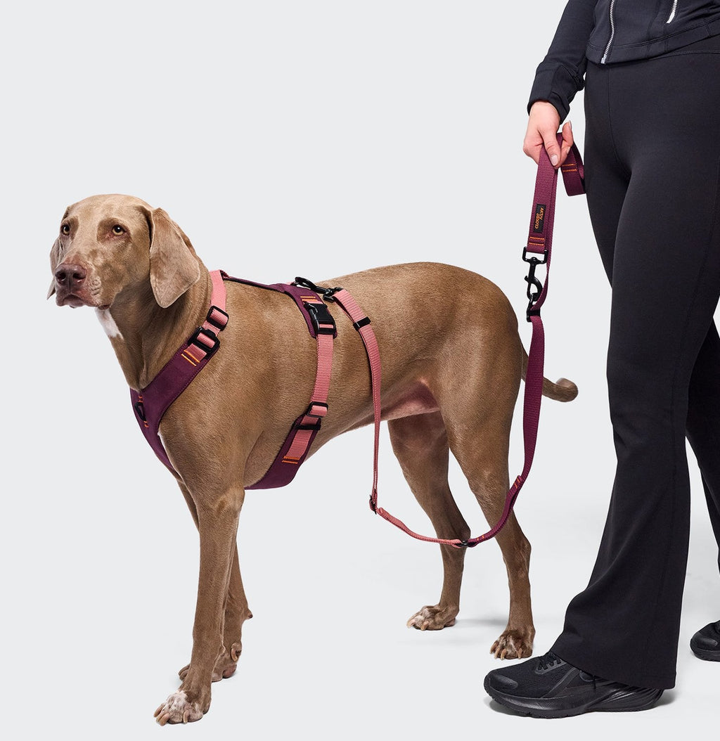 L-1 Hands-Free Leash AKTIV – Elegant Aubergine/Soft Rose