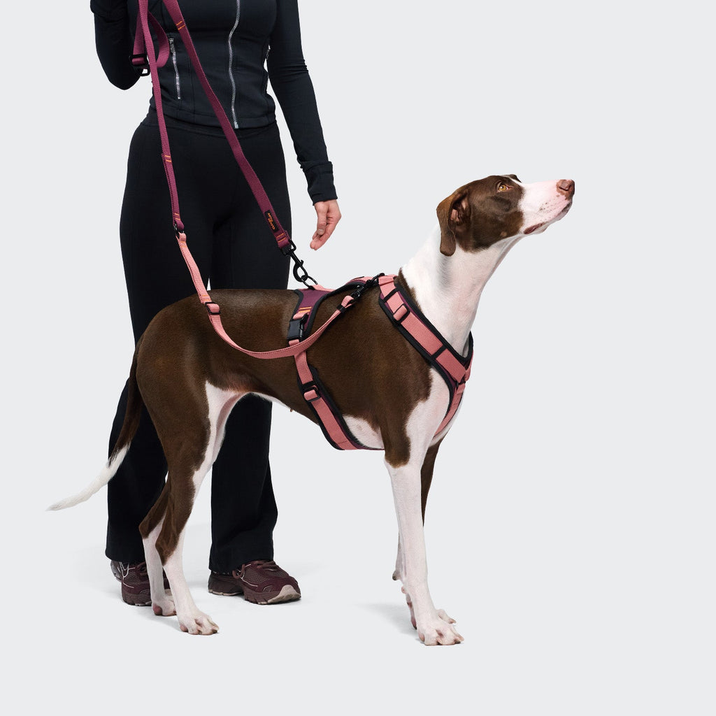 Y-3 Harness AKTIV Softshell Jacket in Aubergine and Soft Rose