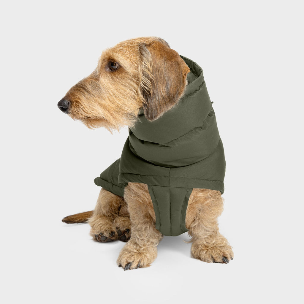 Cozy Dachshund Coat in Alaska Light Olive