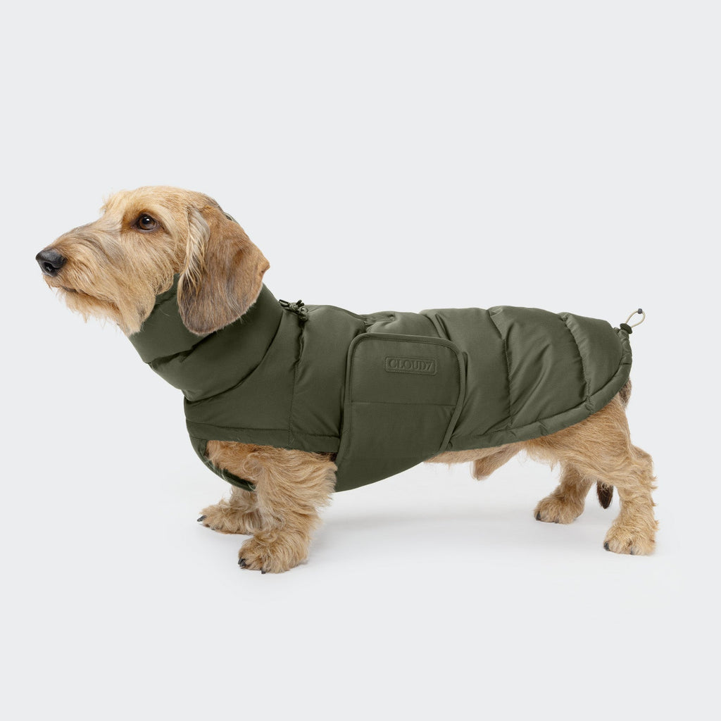 Cozy Dachshund Coat in Alaska Light Olive