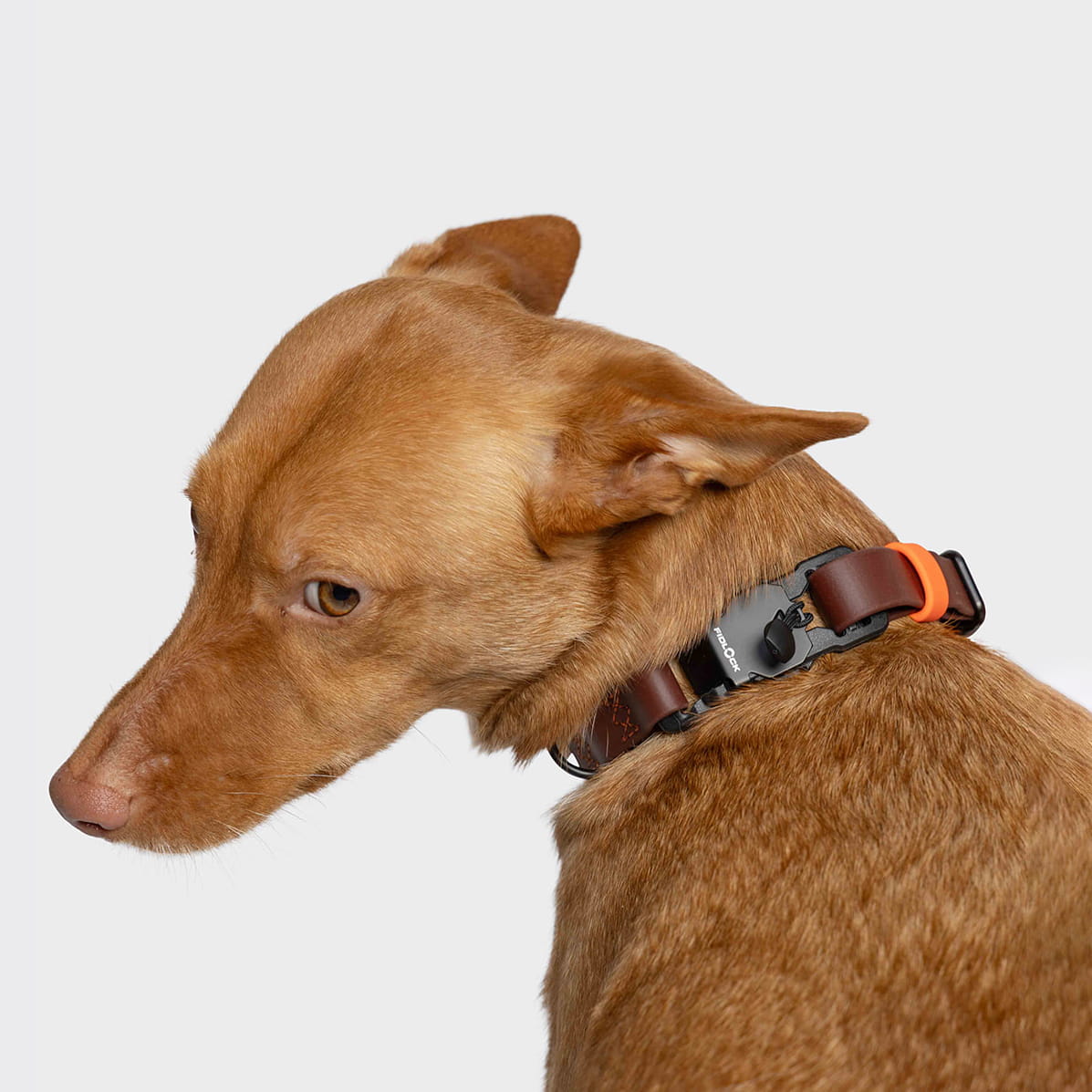 Premium BioThane Ipanema Dog Collar in Dark Aubergine