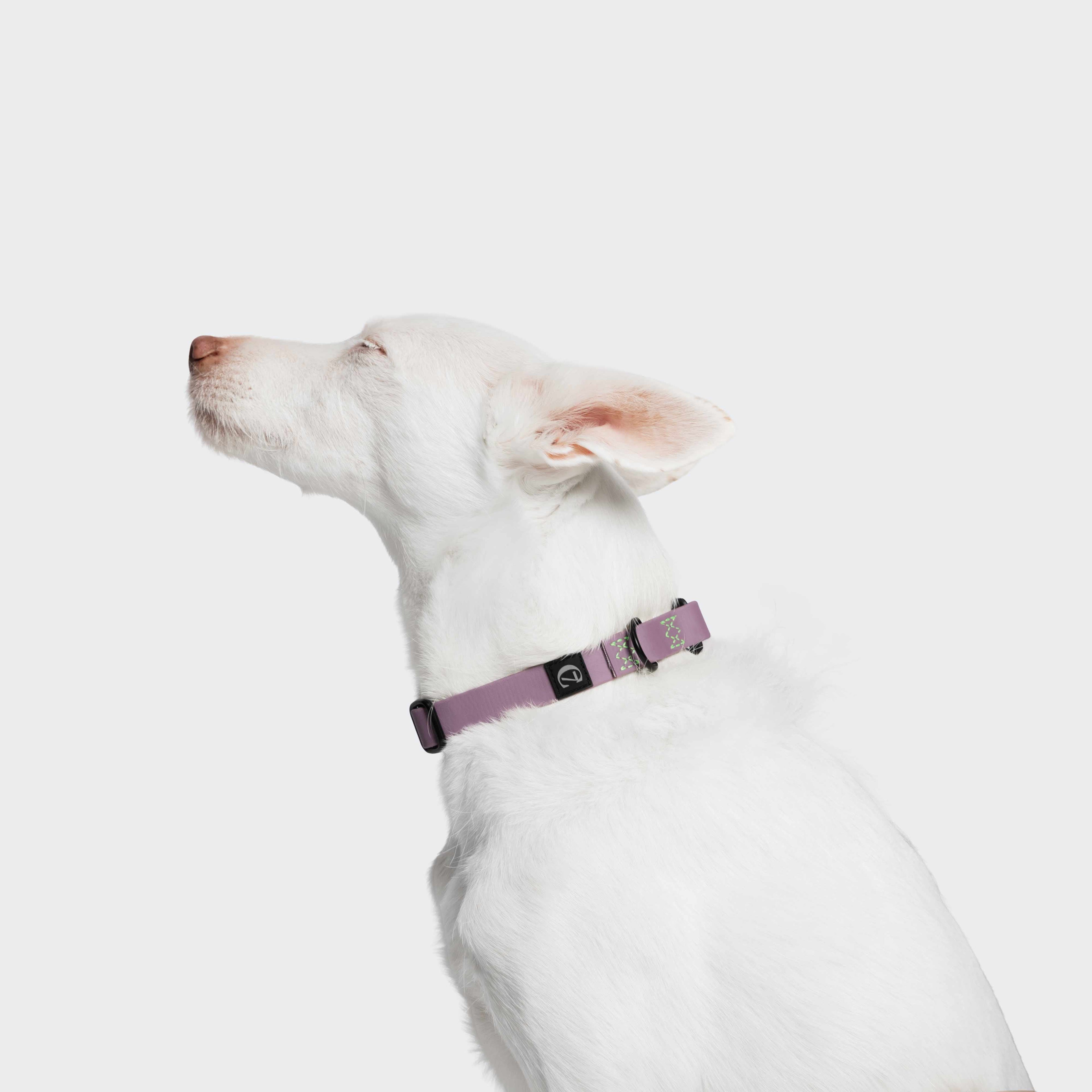 Lilac Ipanema BioThane Dog Collar