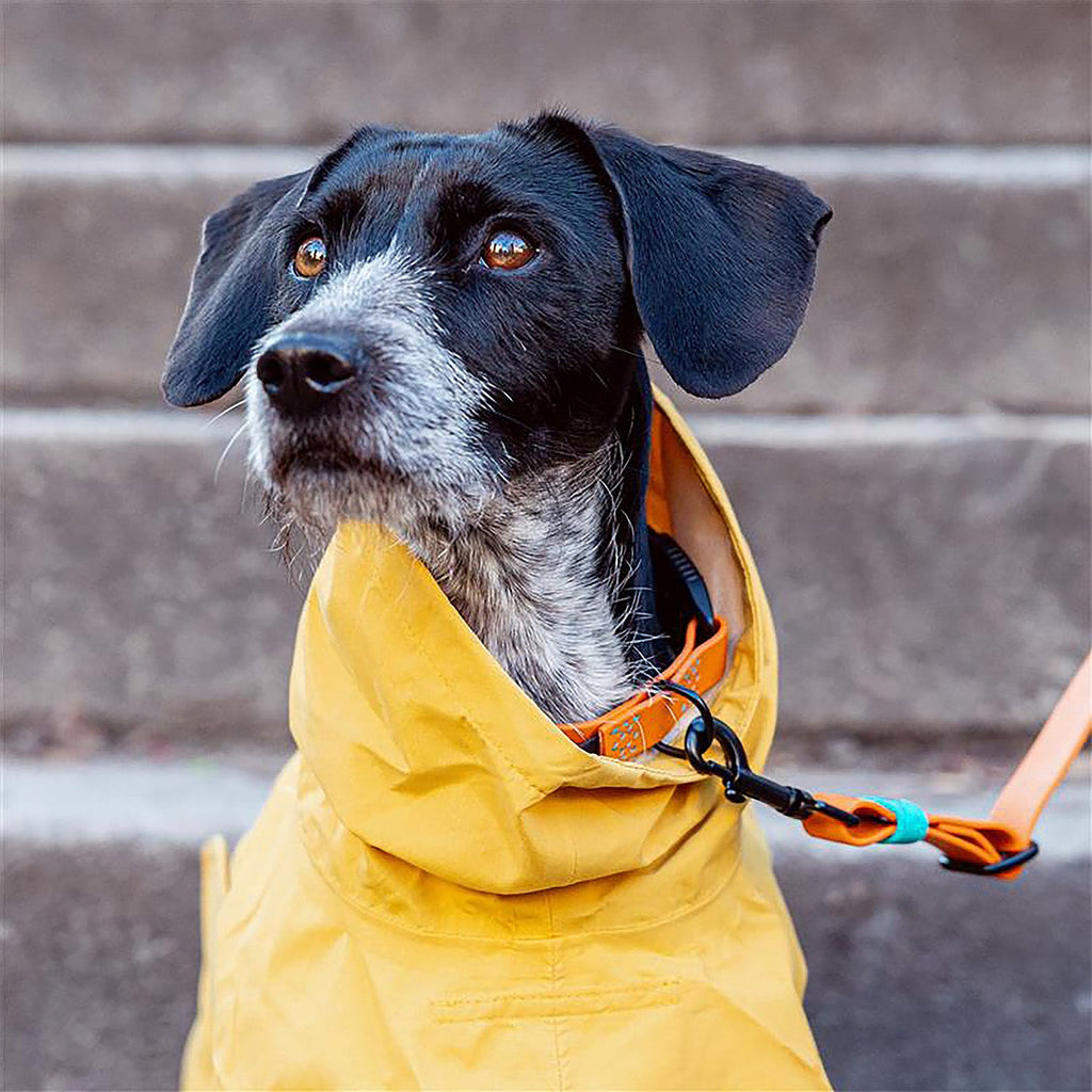 Yellow Heligoland Dog Raincoat