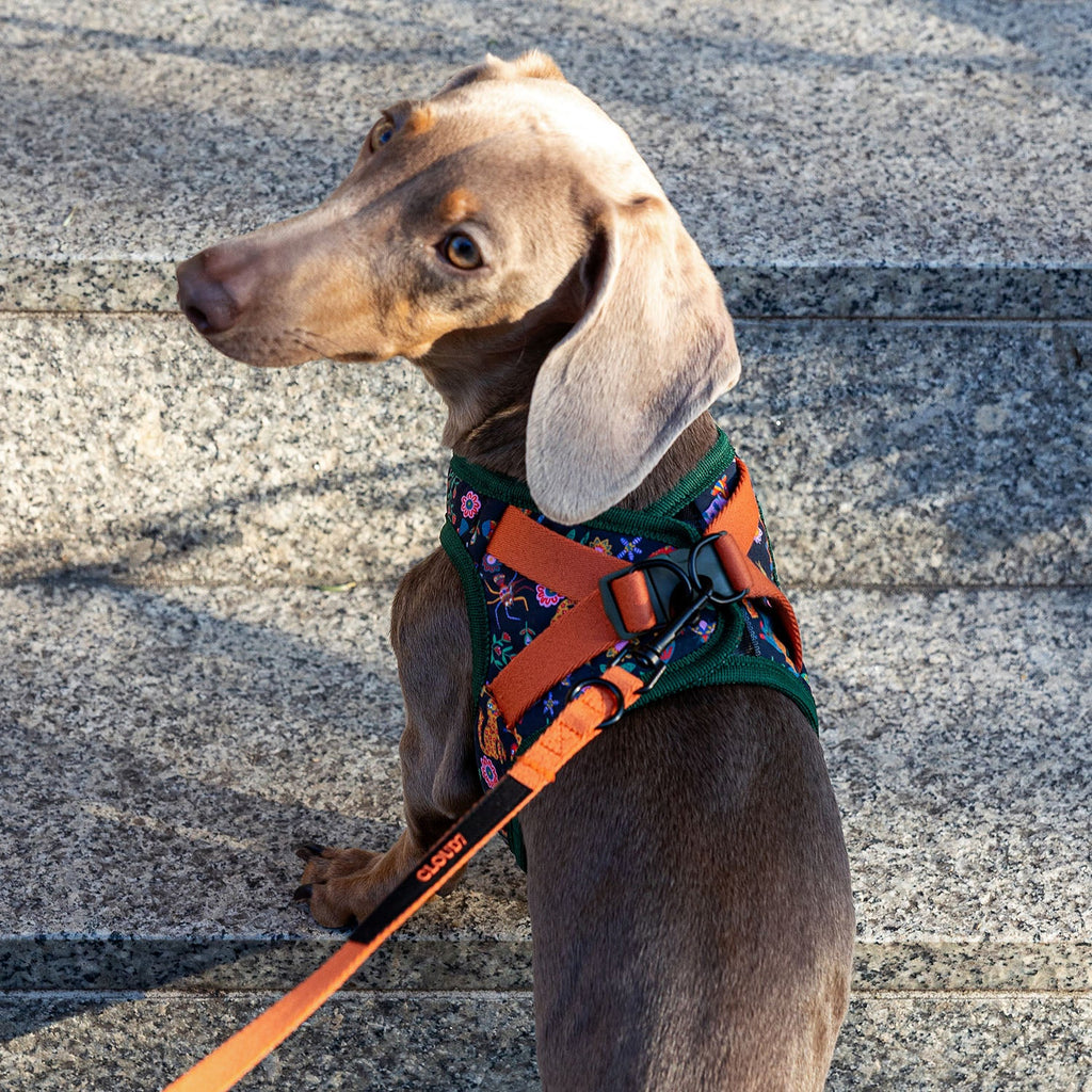 Holly Park Step-In Harness