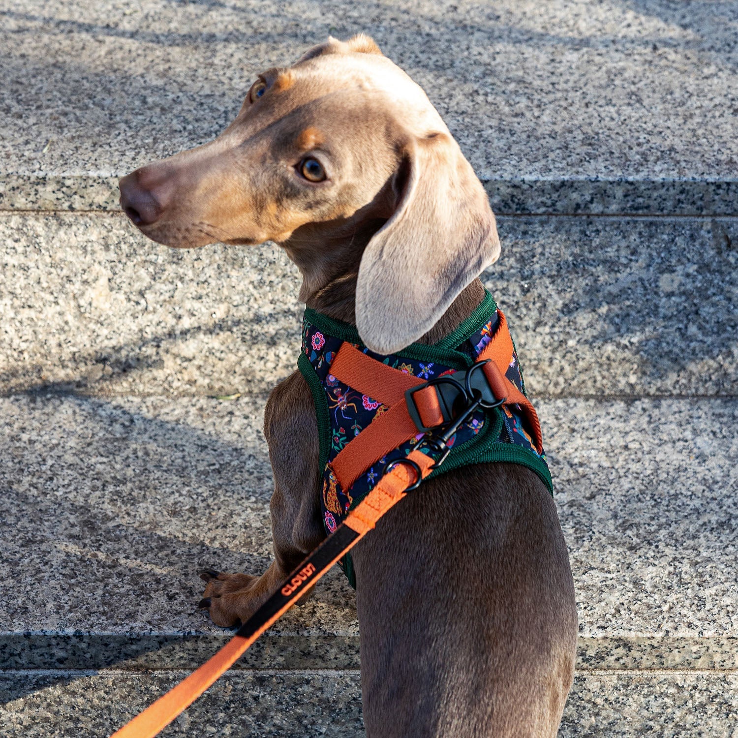 Holly Park Step-In Harness