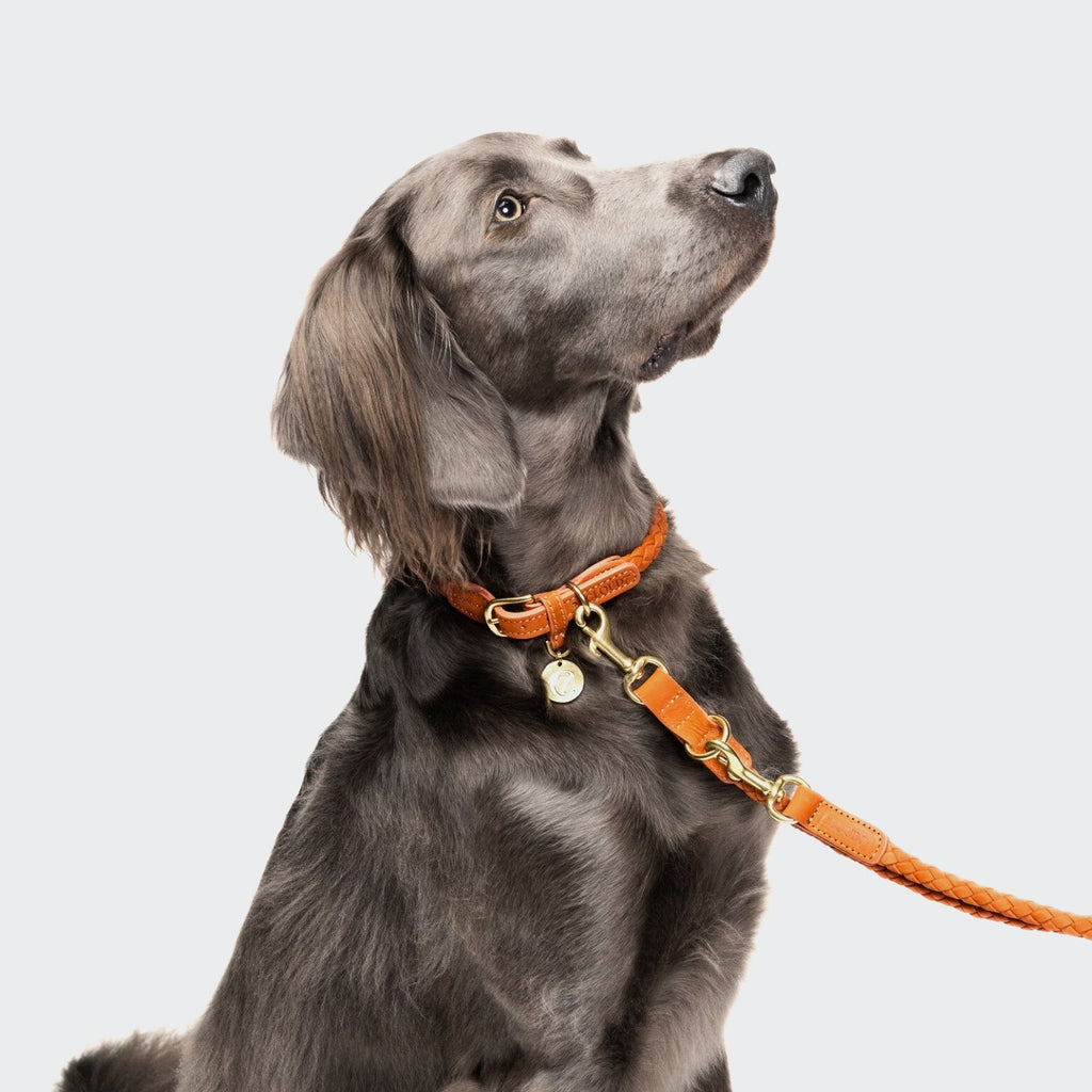 Ravello Rust Dog Leash – Durable, Stylish Finish