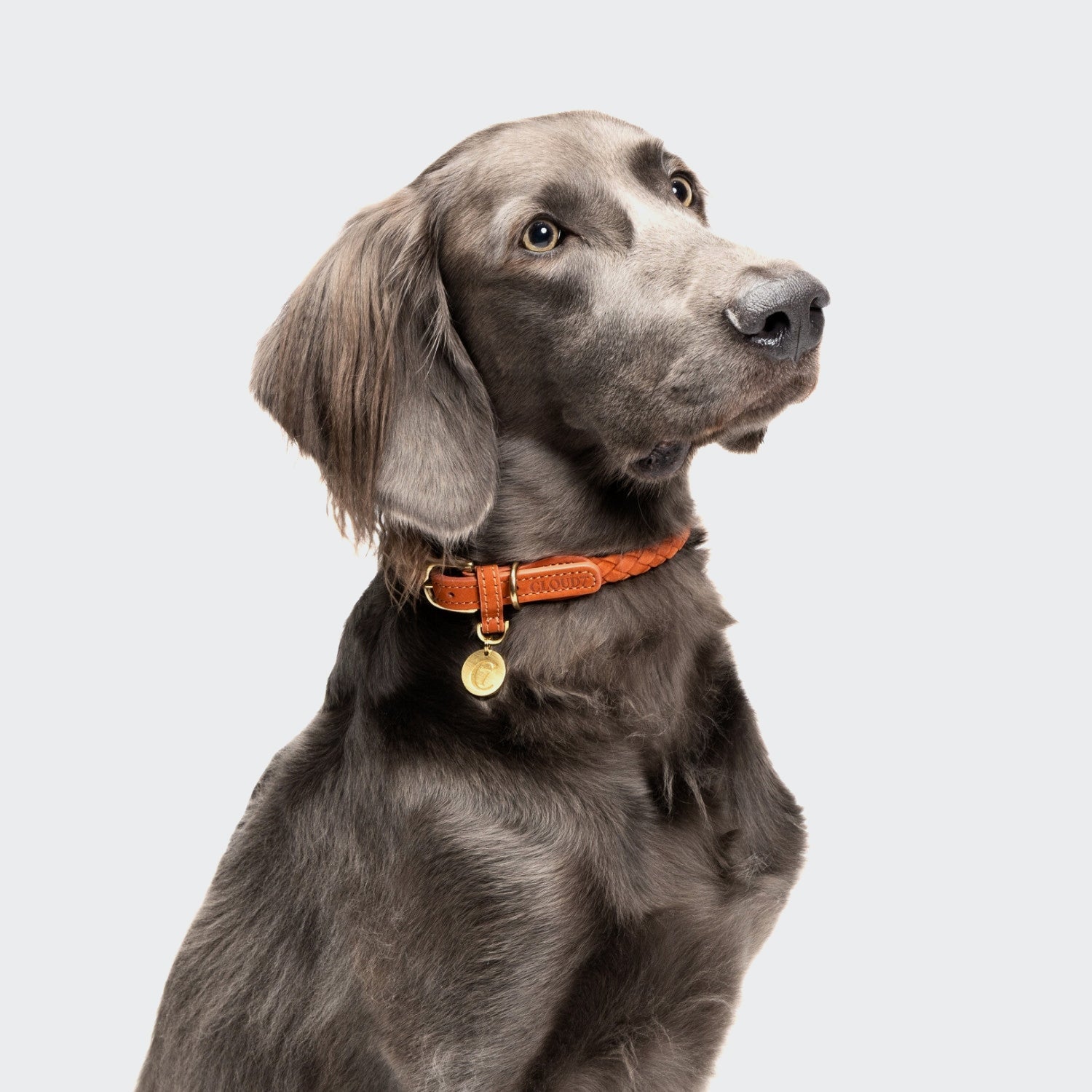 Ravello Rust Dog Collar - Durable, Stylish & Comfortable