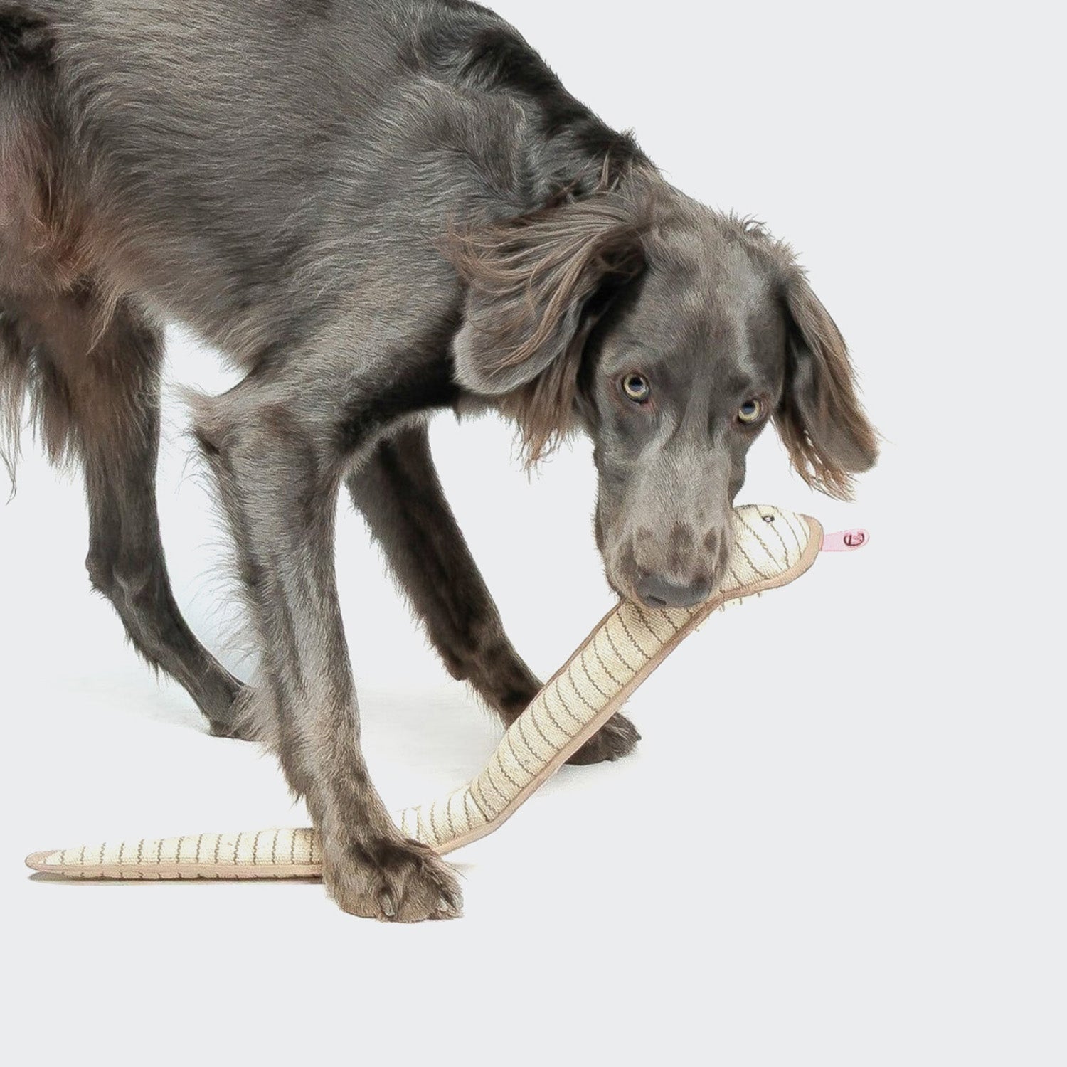 Smilla Dog Toy Snake - Durable Plush Snake Chew Toy for Dogs