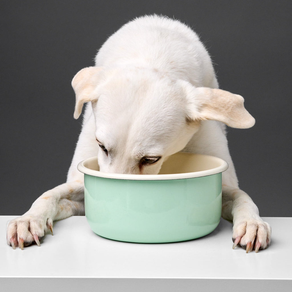 Granny's Pastel Green Dog Bowl