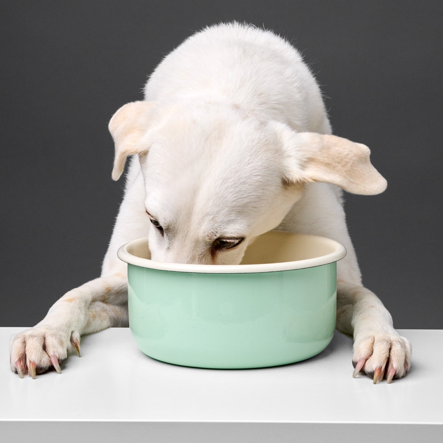 Granny's Pastel Green Dog Bowl