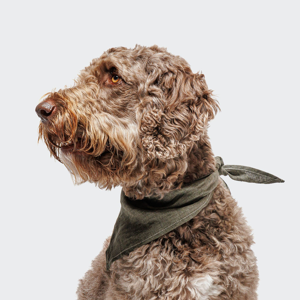 Custom Jungle Print Dog Bandana - Personalize Your Pup