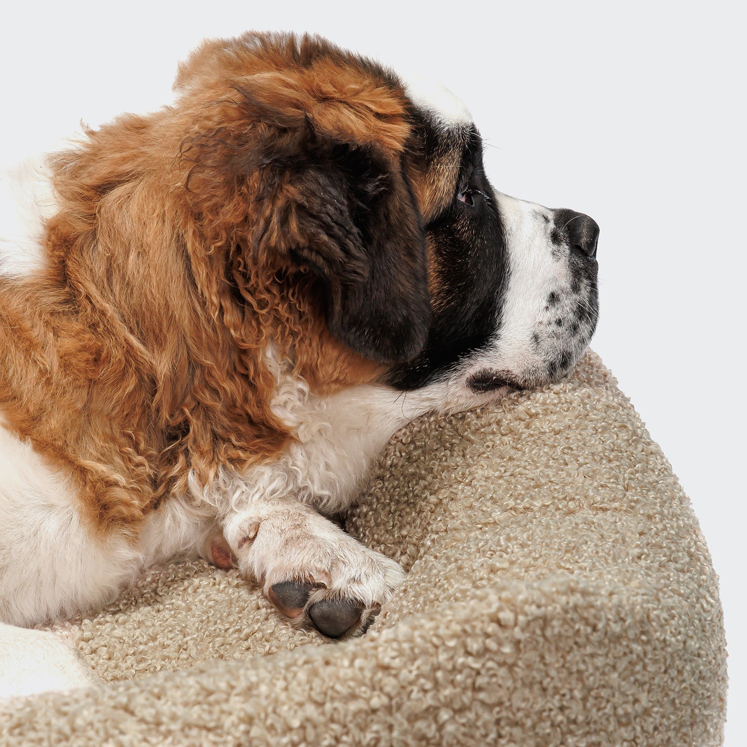 Sleepy Deluxe Curl Cream Dog Bed - Plush, Cozy Comfort for Your Pup