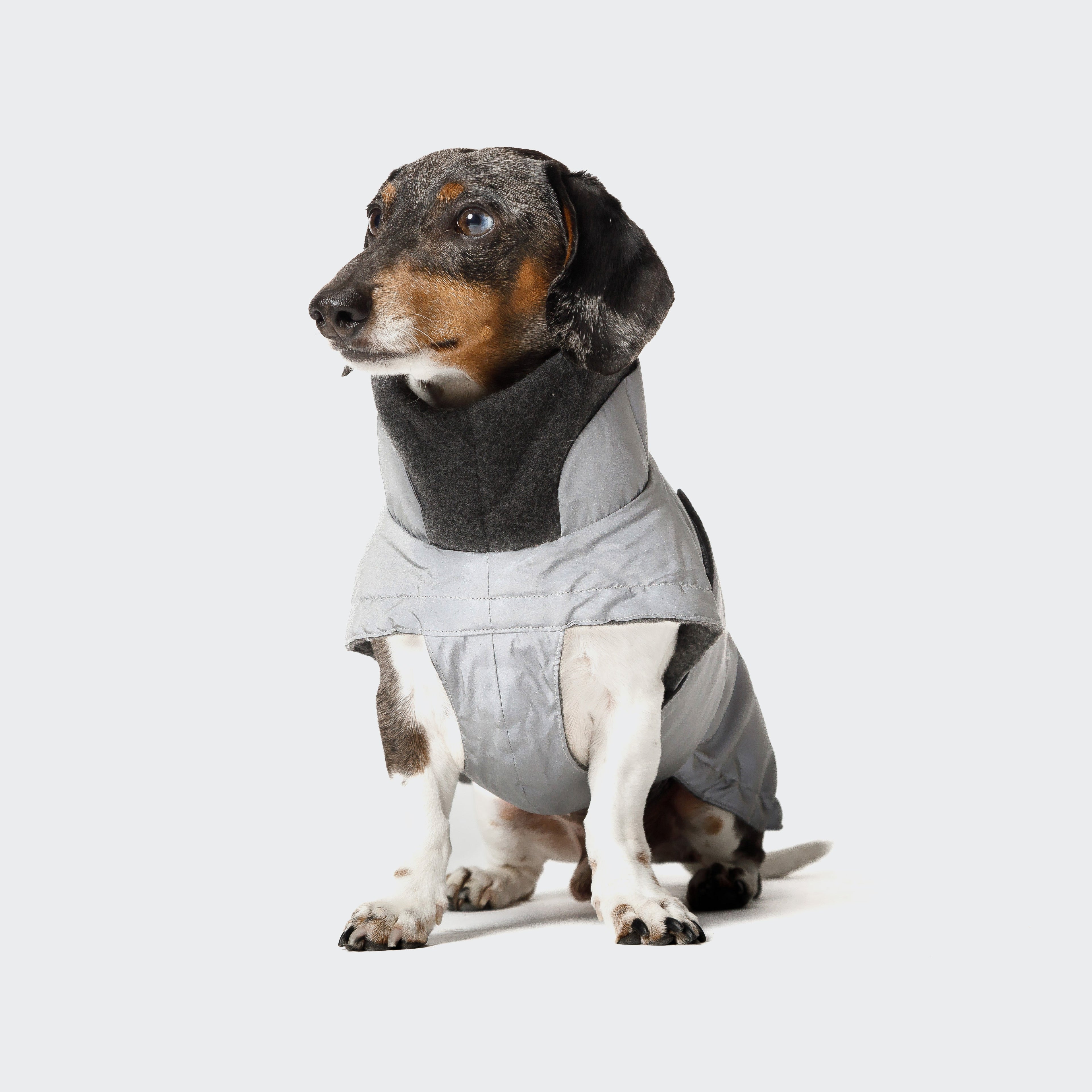 Brooklyn-Style Reflective Dachshund Coat