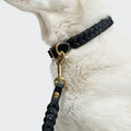 Riverside Park Dog Leash - Black & Gold