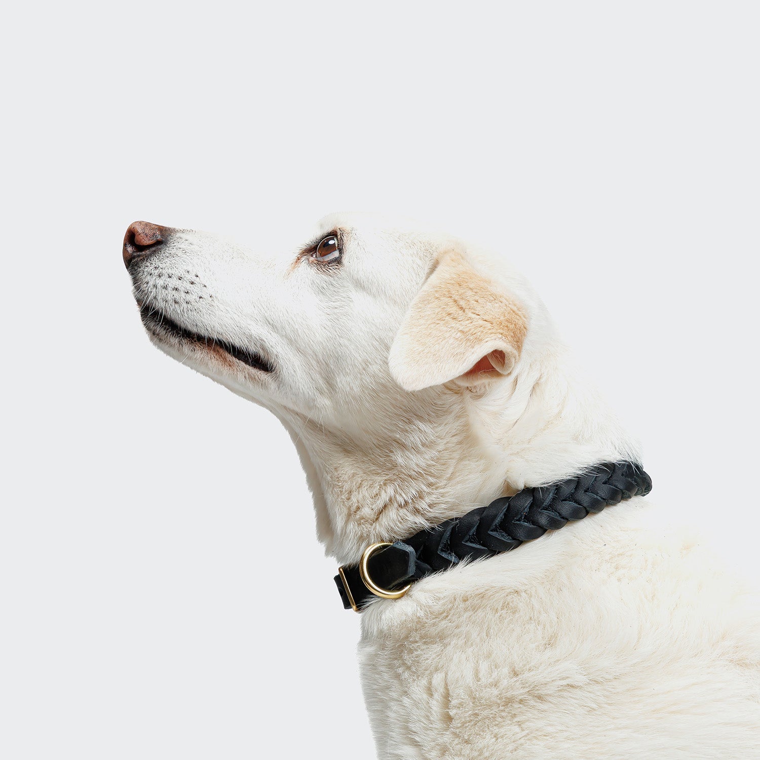 Central Park Black & Gold Dog Collar – Luxurious Style for Your Pup