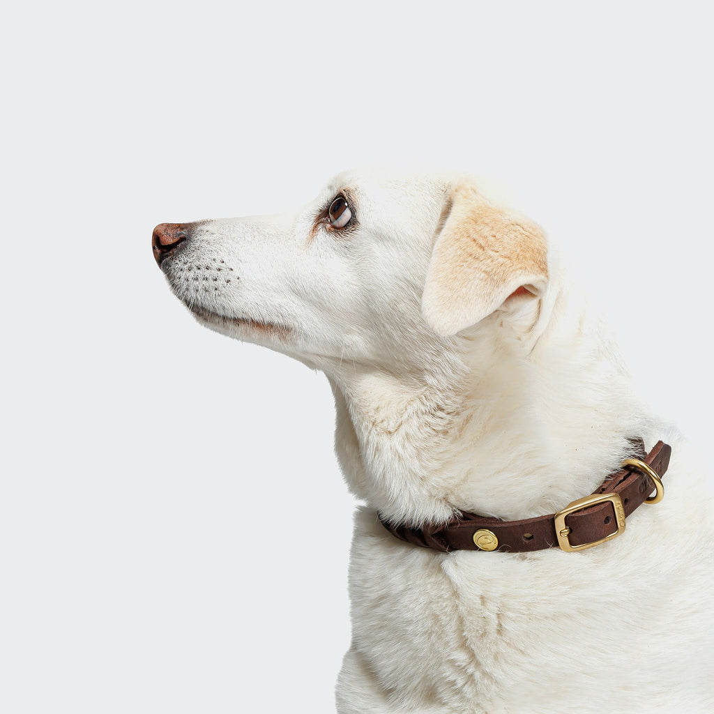 Central Park Dog Collar in Saddle Brown with Gold Accents