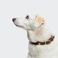 Central Park Dog Collar in Saddle Brown with Gold Accents