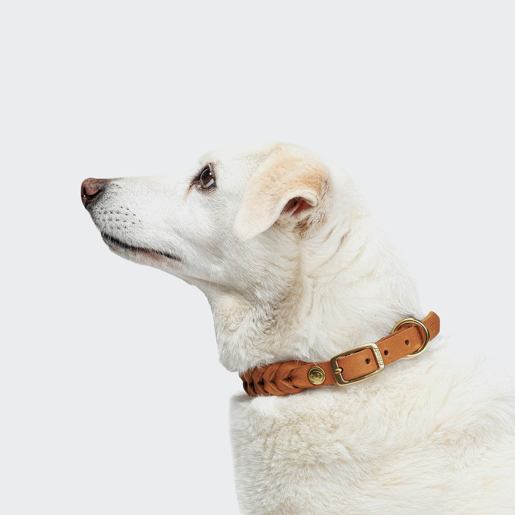 Central Park Camel Gold Dog Collar – Premium Leather, Timeless Style