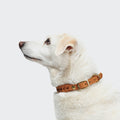 Central Park Camel Gold Dog Collar – Premium Leather, Timeless Style