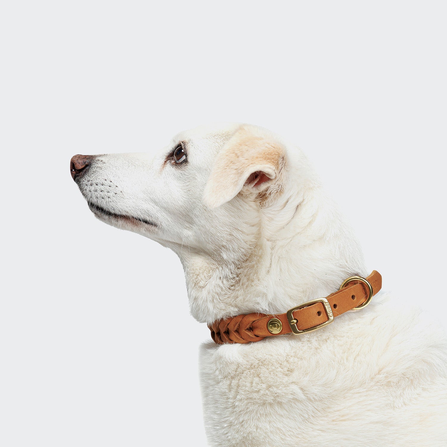 Central Park Camel Gold Dog Collar – Premium Leather, Timeless Style