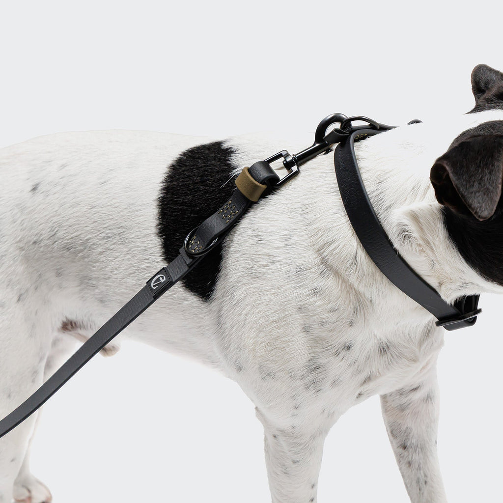Premium BioThane Adjustable Dog Leash – Ipanema Black-Olive