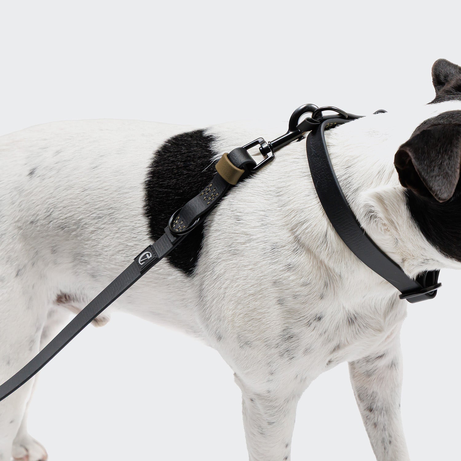 Premium BioThane Adjustable Dog Leash – Ipanema Black-Olive