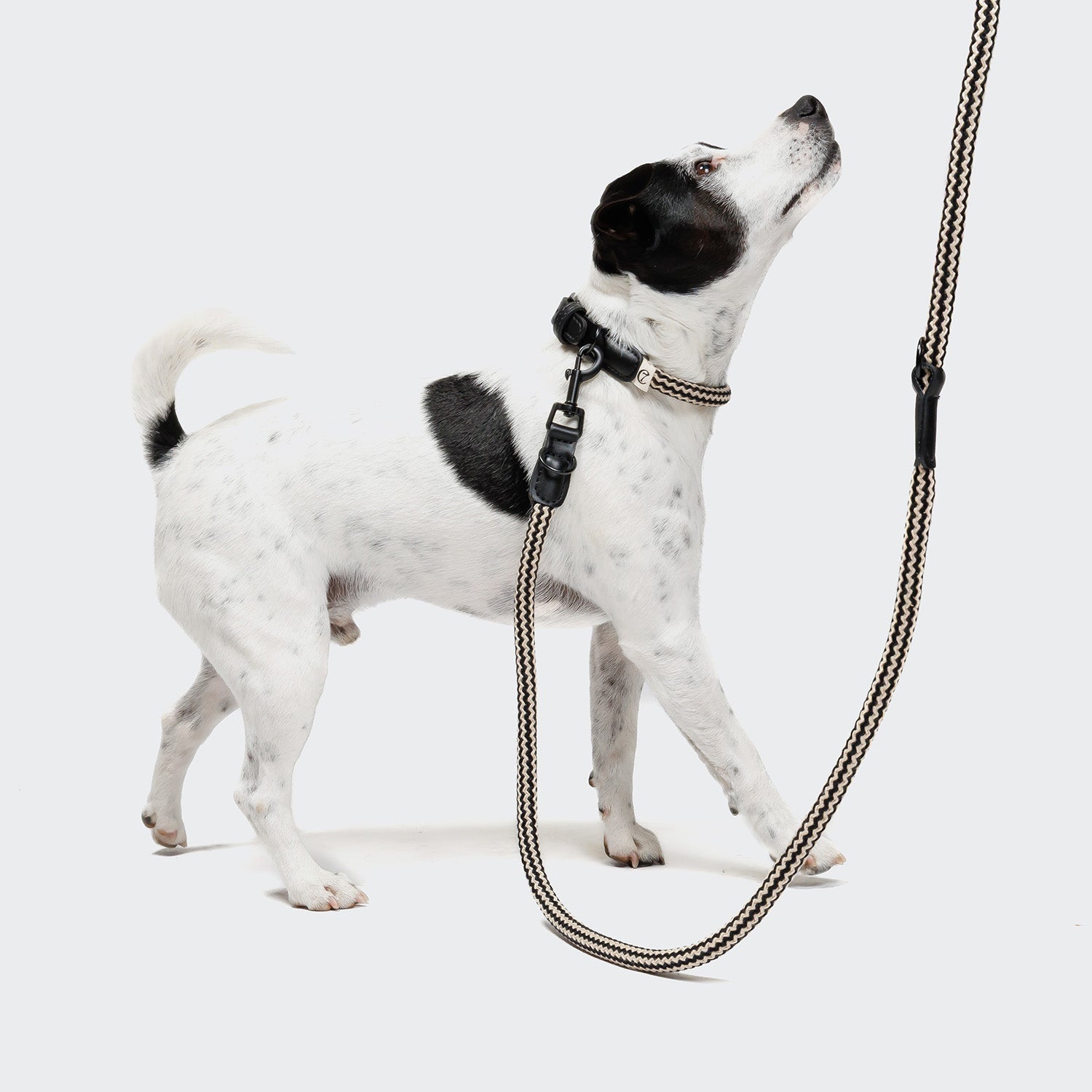 Mauerpark Zigzag Black Dog Leash