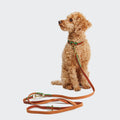 Prince Park Dog Leash in Cognac/Green