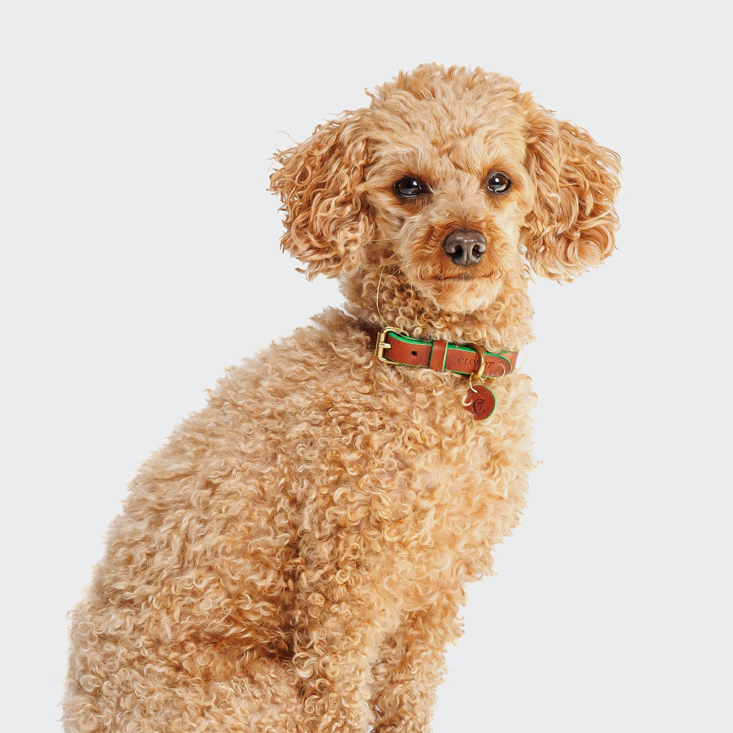 Prince Park Dog Collar - Cognac & Green