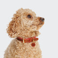Prince Park Dog Collar - Cognac & Pink