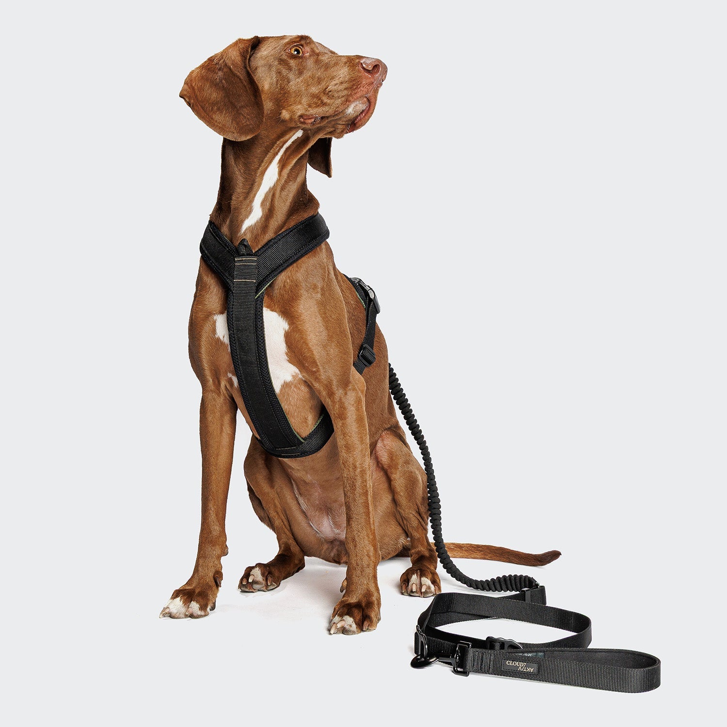 Y-1 Harness AKTIV Air-Mesh Black - Lightweight, Breathable Comfort