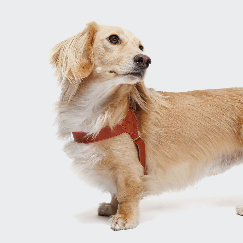 Prince Park Dog Harness – Cognac/Pink, Comfortable & Secure Fit