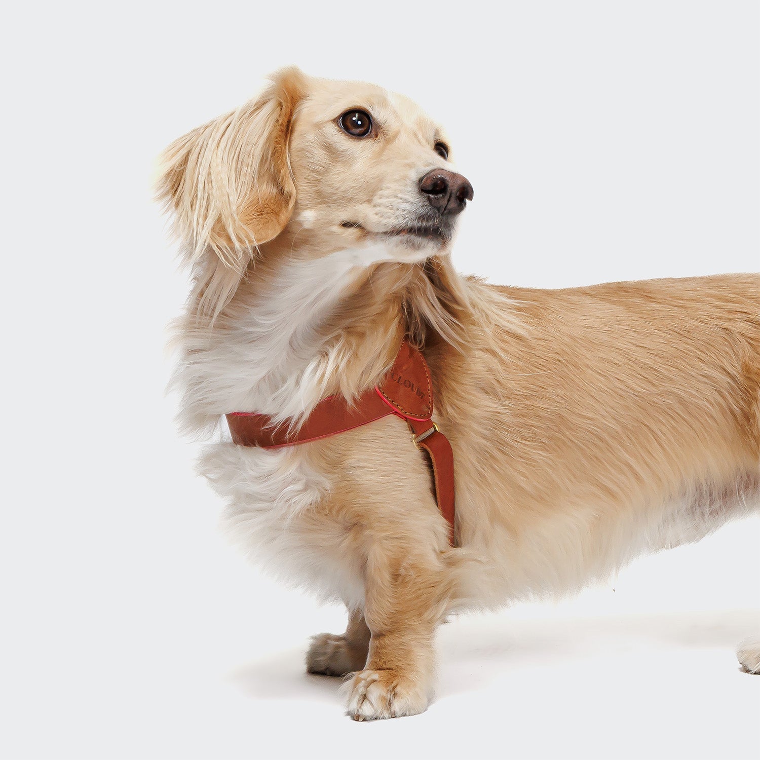Prince Park Dog Harness – Cognac/Pink, Comfortable & Secure Fit