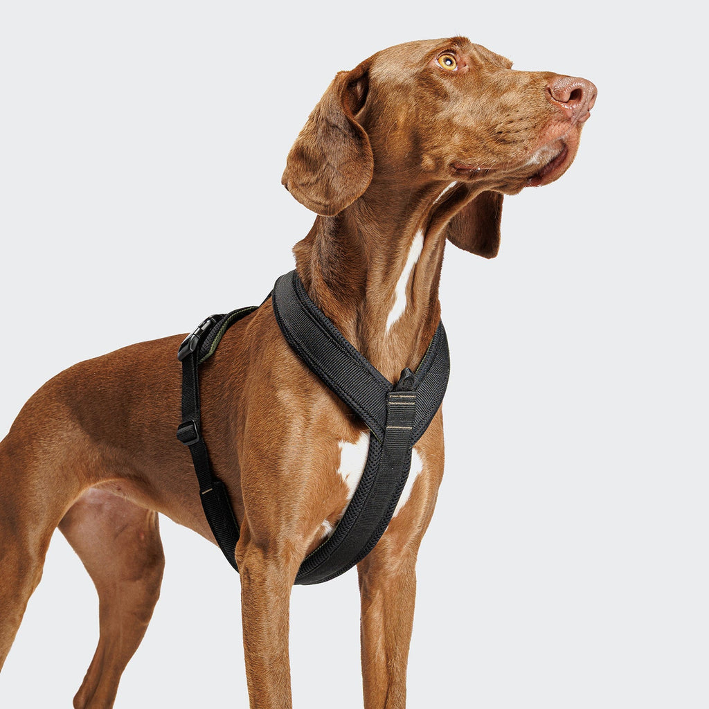 Y-1 Harness AKTIV Air-Mesh Black - Lightweight, Breathable Comfort