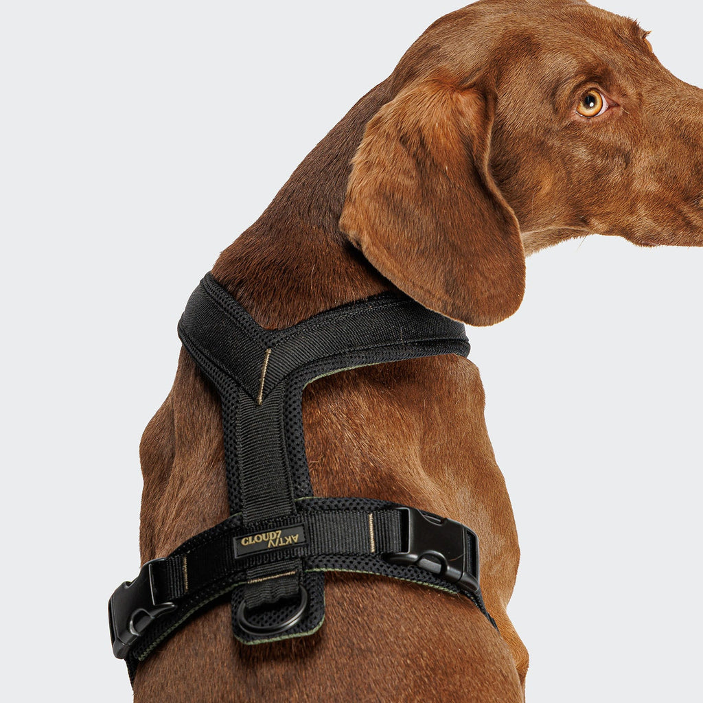Y-1 Harness AKTIV Air-Mesh Black - Lightweight, Breathable Comfort
